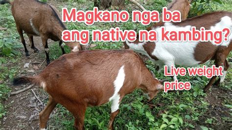 native na kambing .